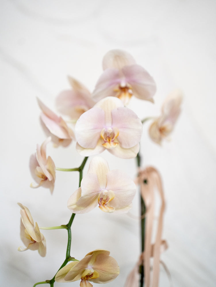 Champagne Phalaenopsis Orchid Pot