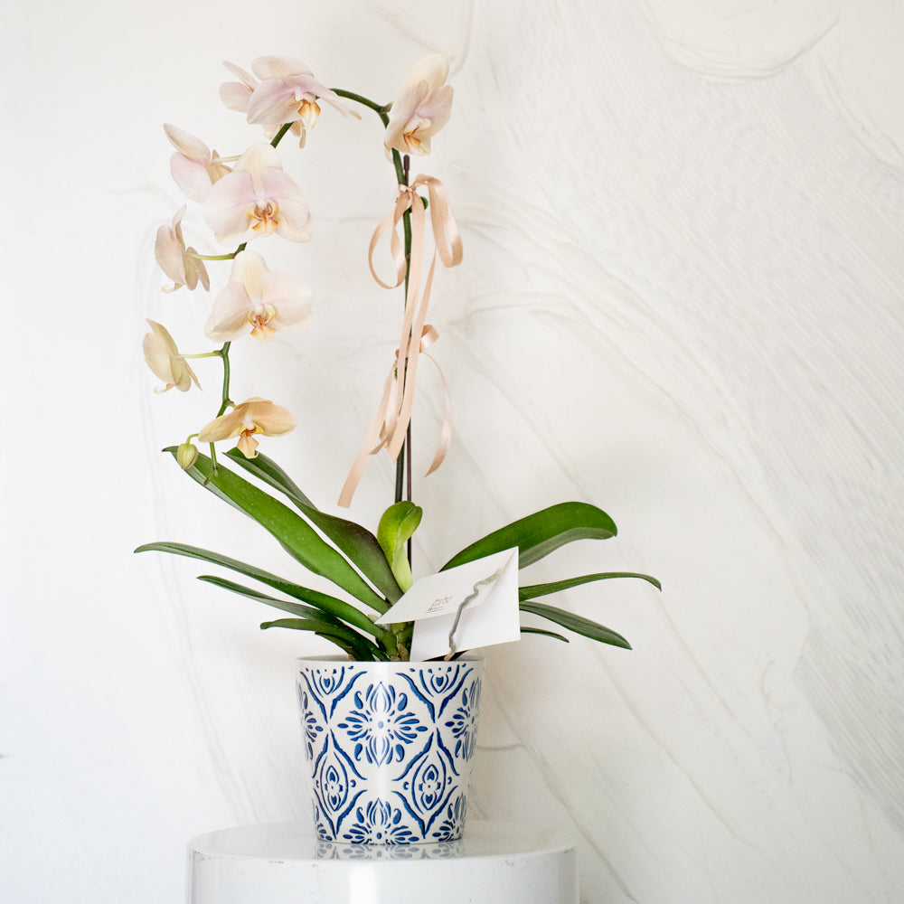 Champagne Phalaenopsis Orchid Pot